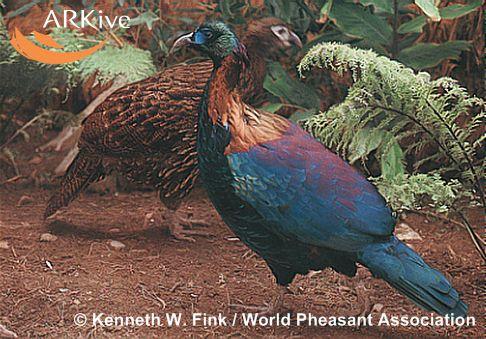 Lophophorus lhuysii