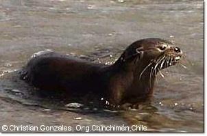Lontra (=Lutra) felina