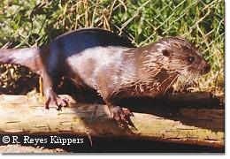 Lontra (=Lutra) provocax