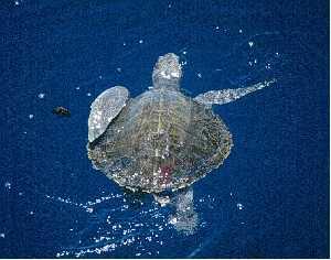 Lepidochelys olivacea