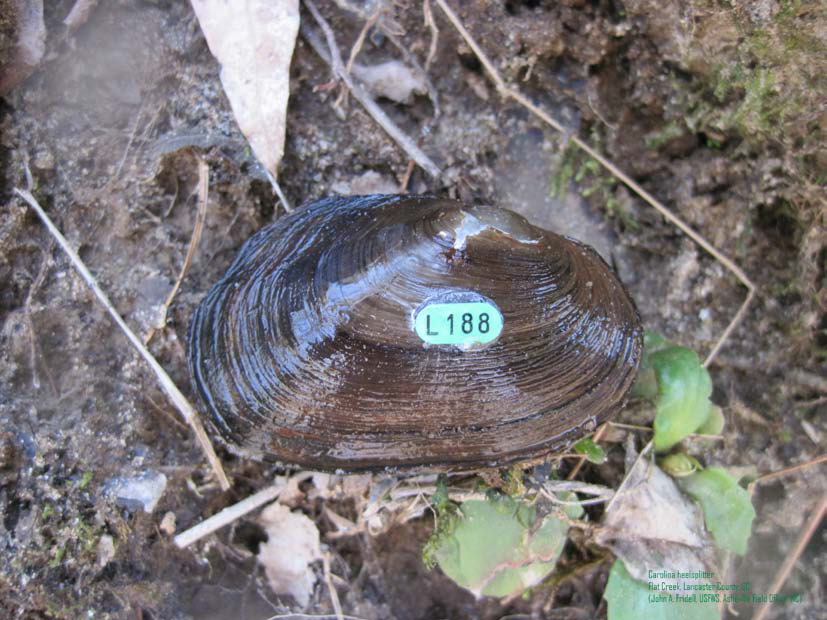 Lasmigona decorata