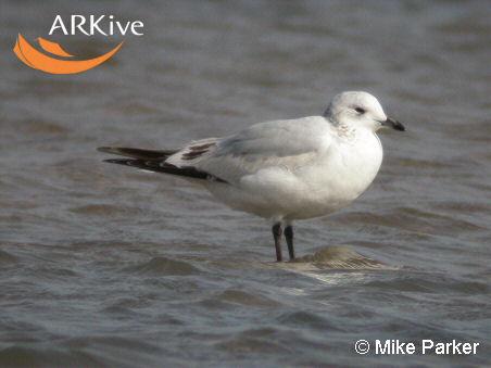 Larus relictus