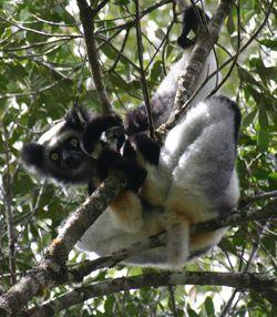 Indri indri