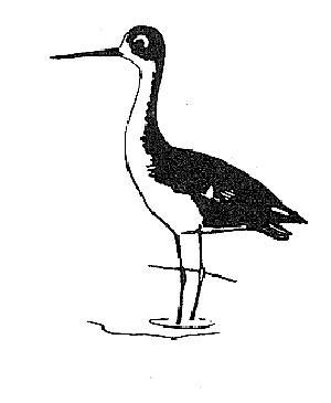 Himantopus novaezelandiae