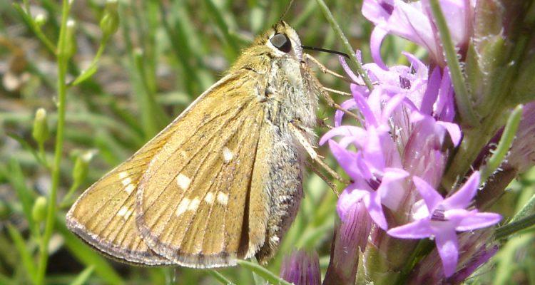 Hesperia leonardus montana