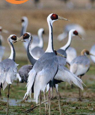 Grus vipio
