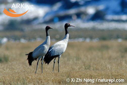 Grus nigricollis