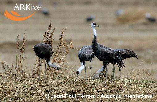 Grus monacha