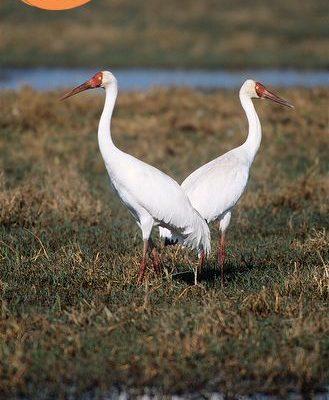 Grus leucogeranus