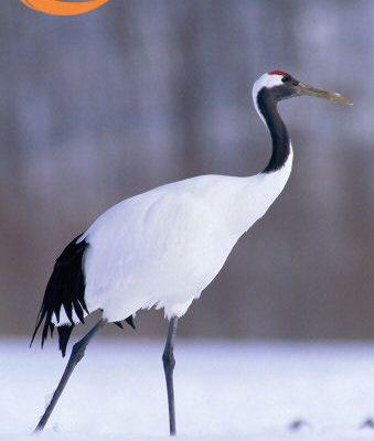 Grus japonensis