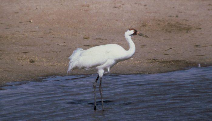 Grus americana