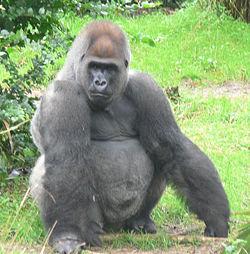 Gorilla gorilla