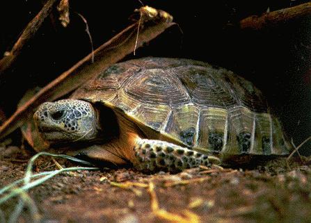 Gopherus flavomarginatus