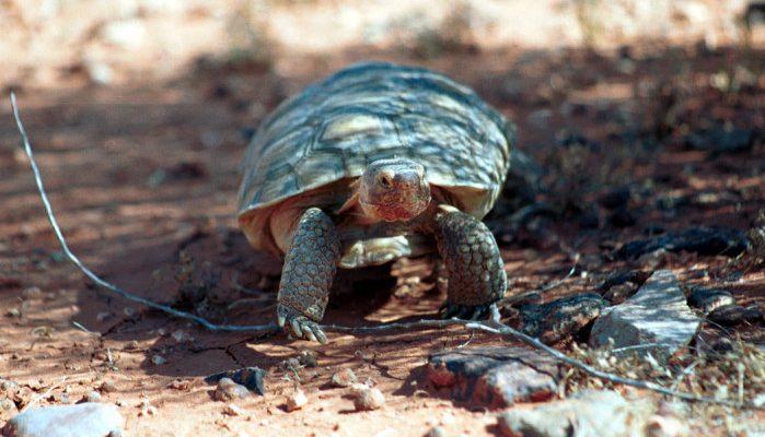 Gopherus agassizii