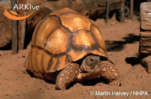 Geochelone yniphora