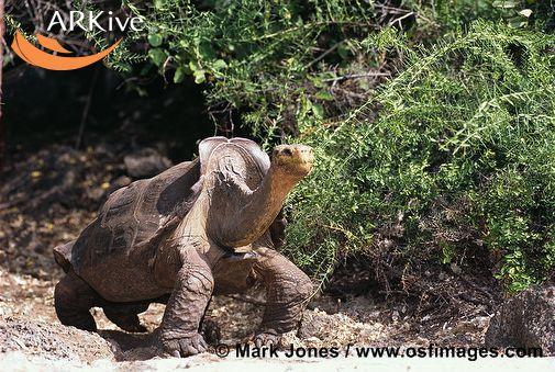 Geochelone nigra (=elephantopus)