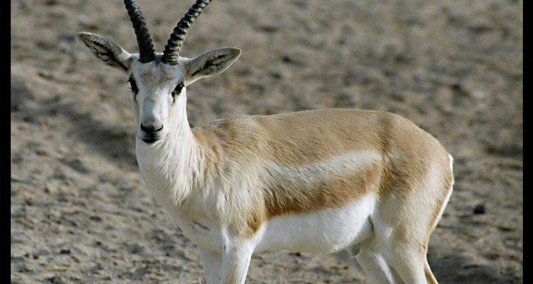 Gazella subgutturosa marica