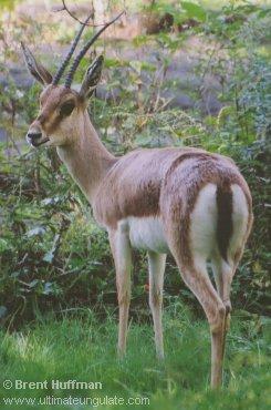 Gazella leptoceros