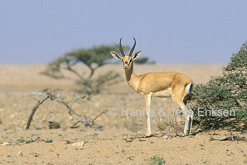 Gazella gazella
