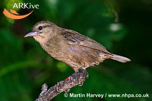 Foudia sechellarum