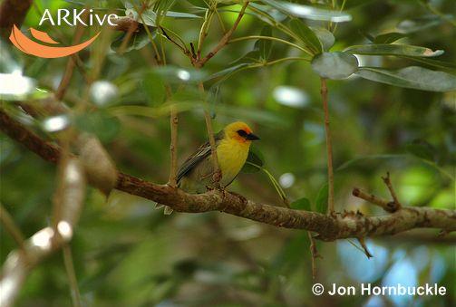 Foudia flavicans