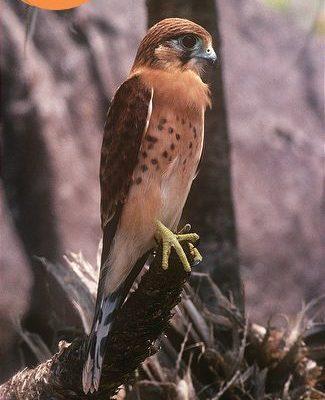 Falco araea