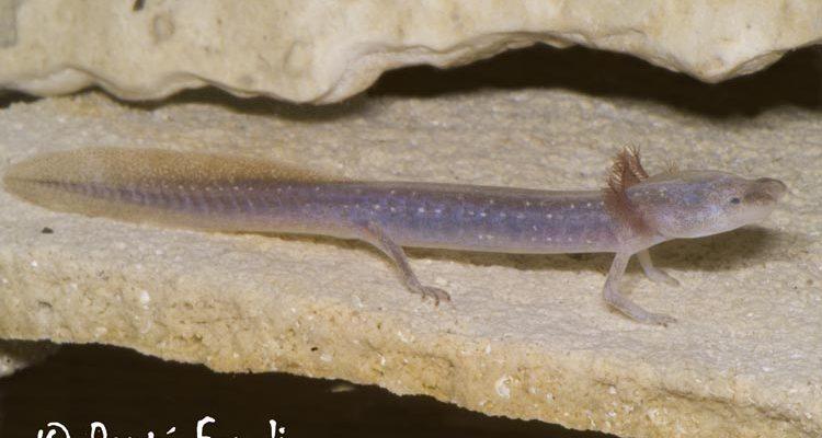 Eurycea waterlooensis