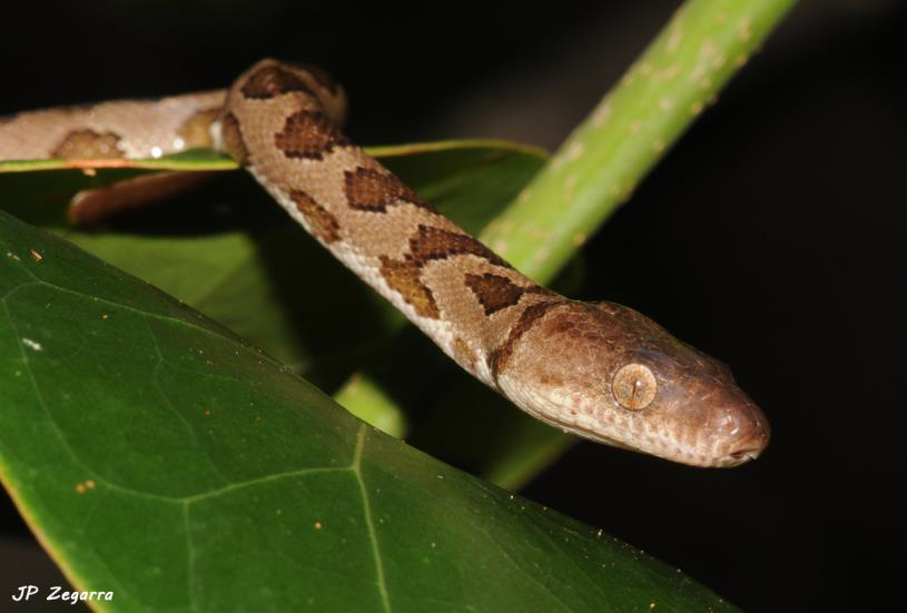 Epicrates monensis monensis