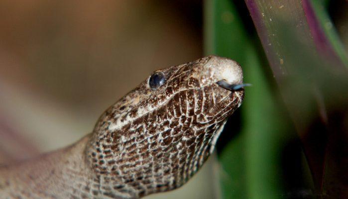 Epicrates inornatus