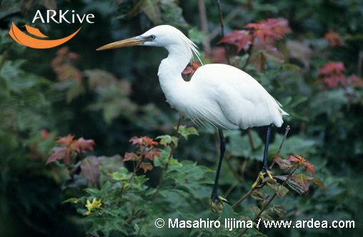 Egretta eulophotes