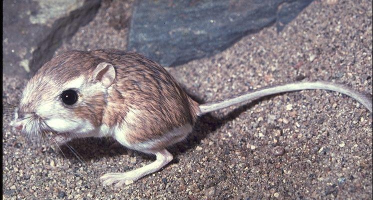 Dipodomys merriami parvus