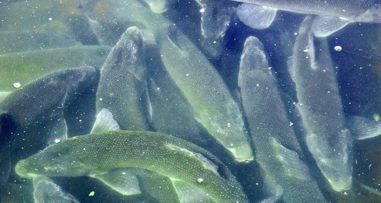 Deltistes luxatus