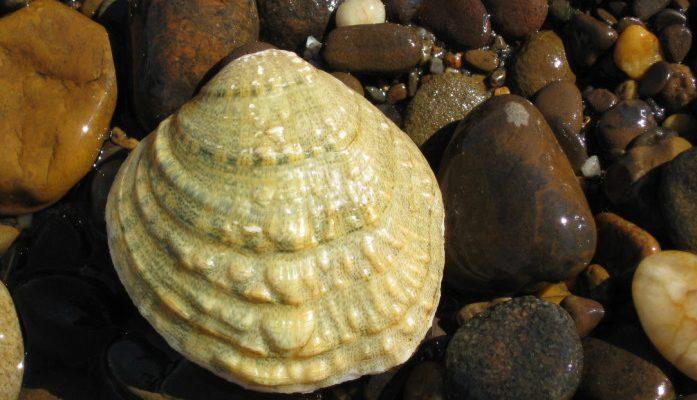 Cyprogenia stegaria