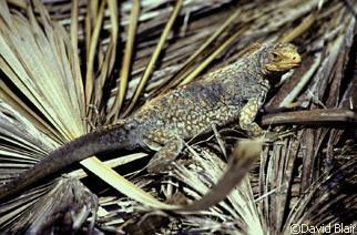 Cyclura rileyi cristata