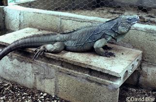 Cyclura lewisi