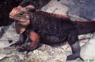 Cyclura cychlura cychlura