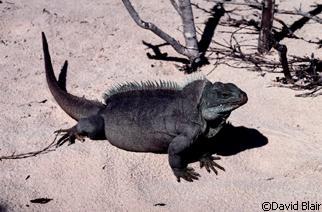 Cyclura carinata carinata