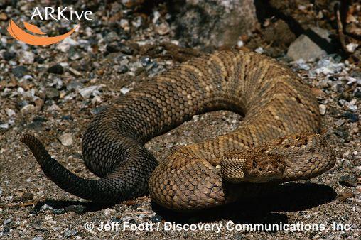 Crotalus unicolor