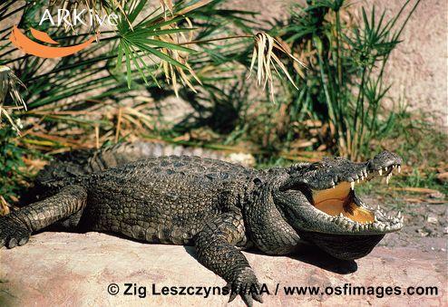 Crocodylus siamensis