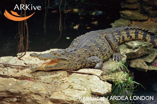 Crocodylus rhombifer