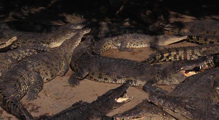 Crocodylus porosus