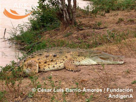 Crocodylus intermedius