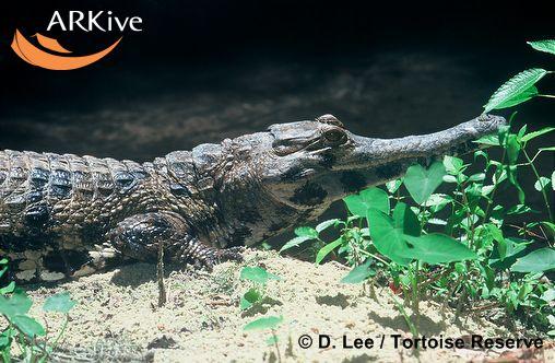 Crocodylus cataphractus