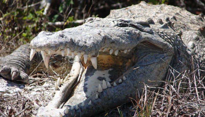 Crocodylus acutus