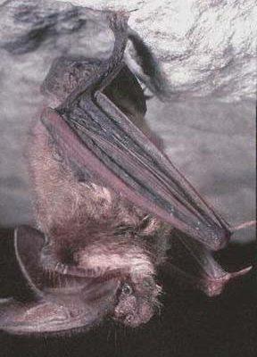 Corynorhinus (=Plecotus) townsendii ingens