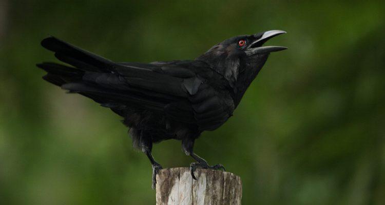 Corvus leucognaphalus