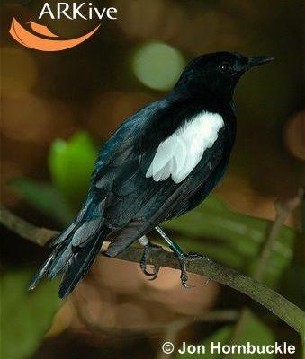 Copsychus sechellarum