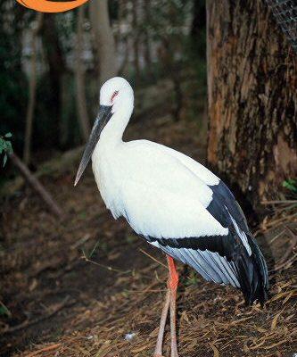 Ciconia boyciana (=ciconia b.)