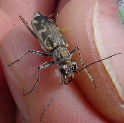 Cicindela puritana