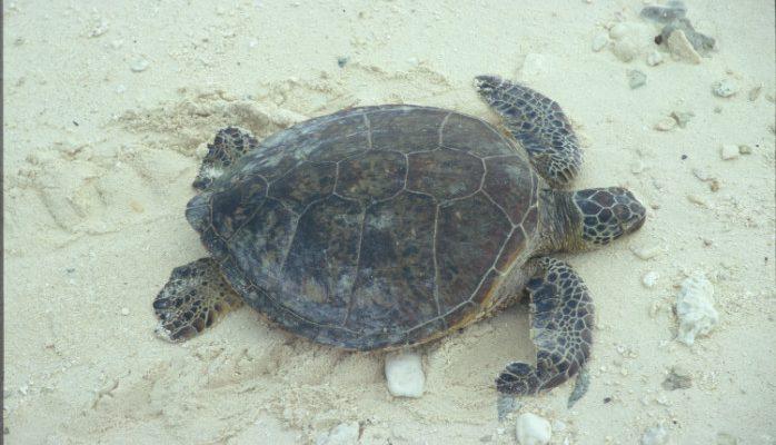 Chelonia mydas